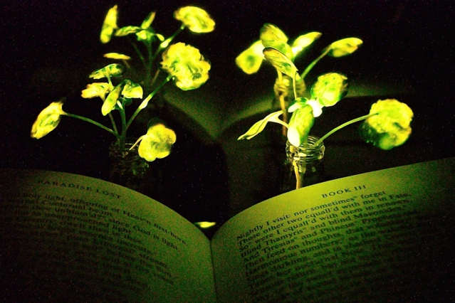 Scientists create plants that glow