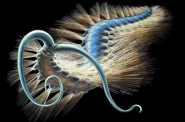 508 Million year old Worm 