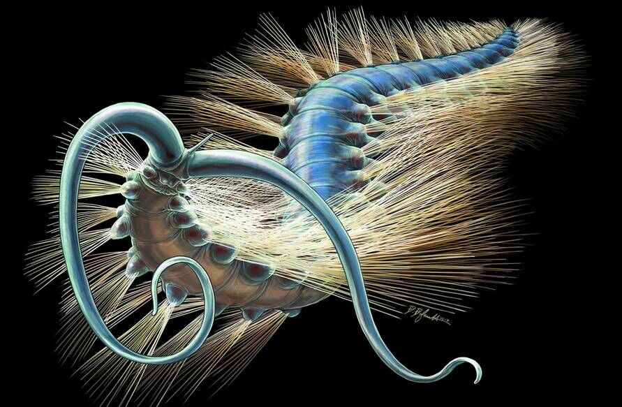 508 Million year old Worm