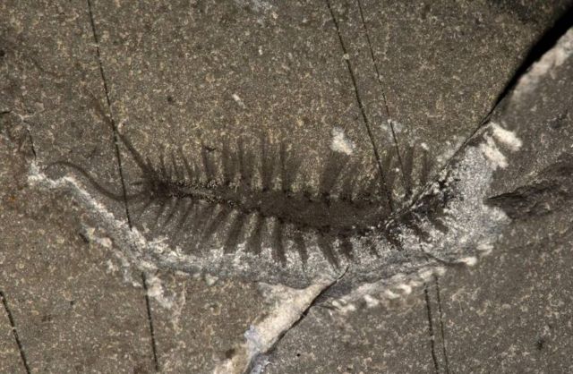 508 Million year old Worm 