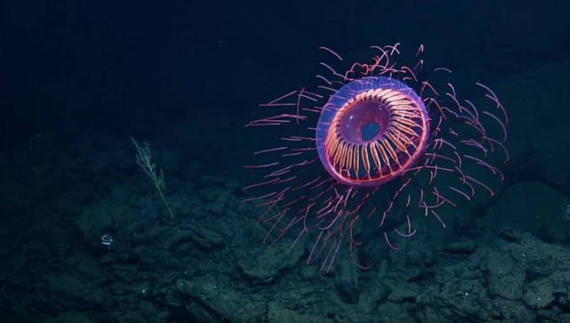 A Burst of Deep Sea Fireworks