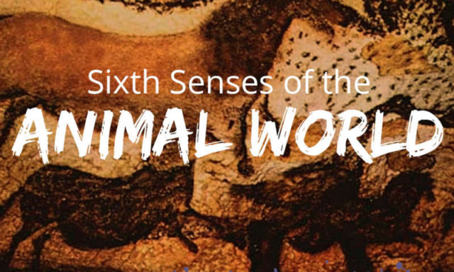 Sixth Senses in the Animal world 