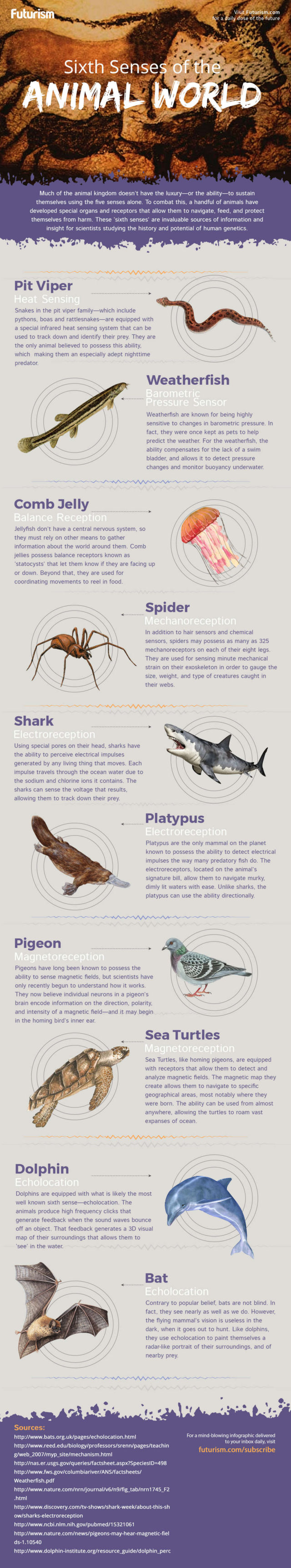 Sixth Senses in the Animal world - infographic 