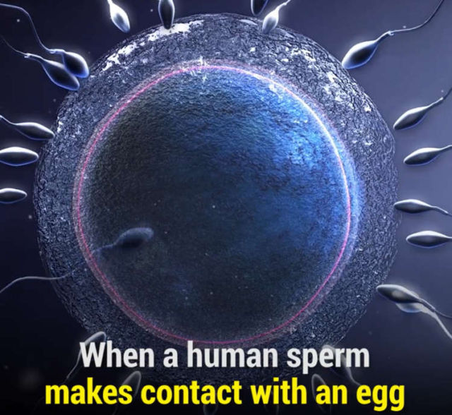 The moment a Sperm makes contact with an Egg