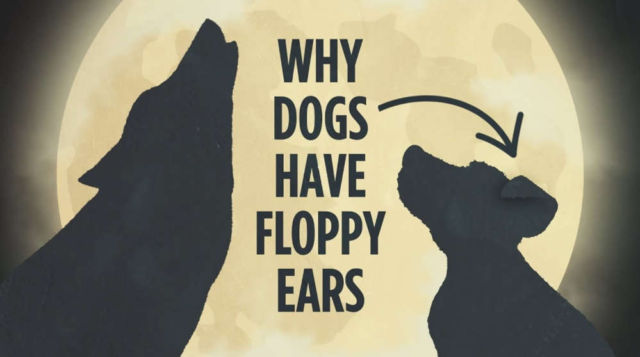 Why Dogs have Floppy Ears