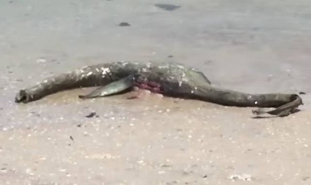 Mystery Monster washed up on a beach