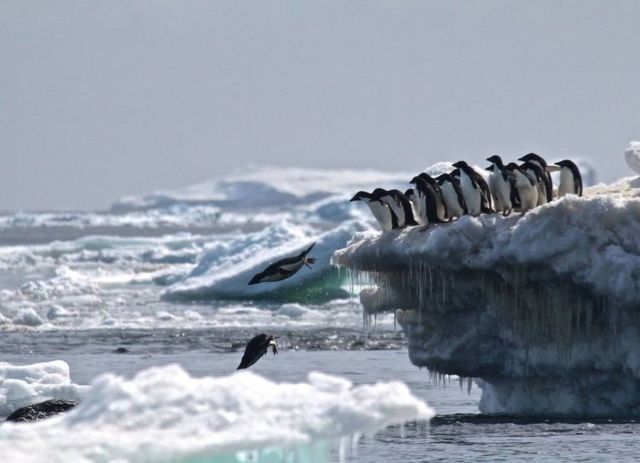 Previously unknown 'supercolony' of Penguins discovered