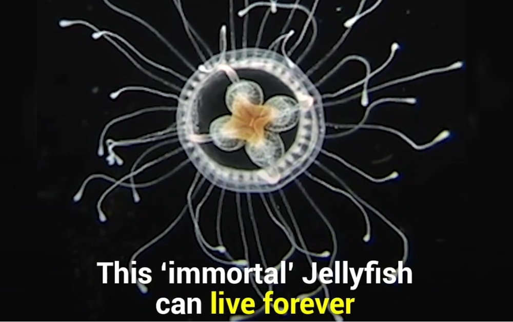 The immortal Jellyfish that can live forever