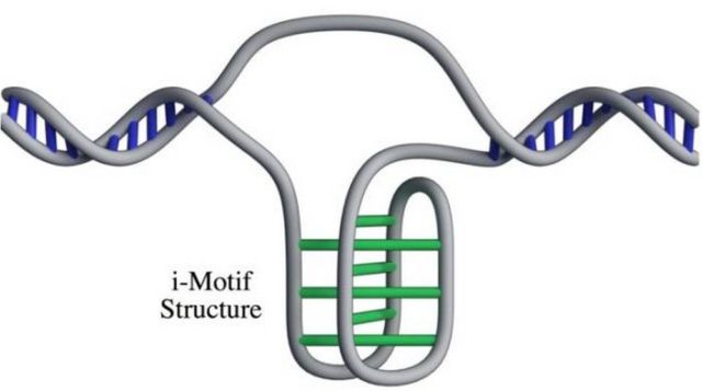 A New DNA structure inside Human Cells