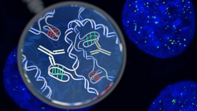 A 'twisted knot' of DNA in human cells