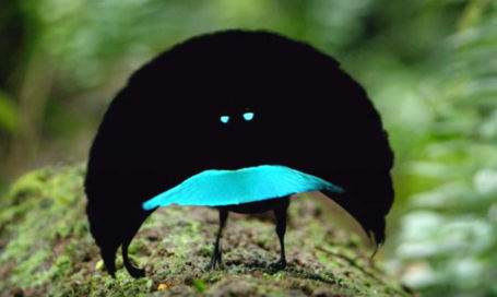 The Vogelkop Superb Bird-of-Paradise | WordlessTech