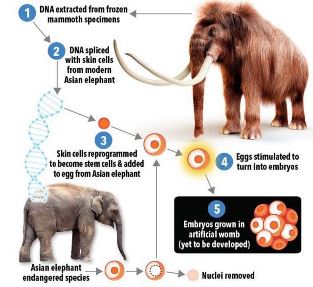 Woolly Mammoths could come back to Life