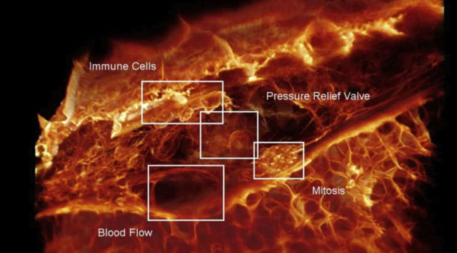 First video of Cells moving through a Living Organism