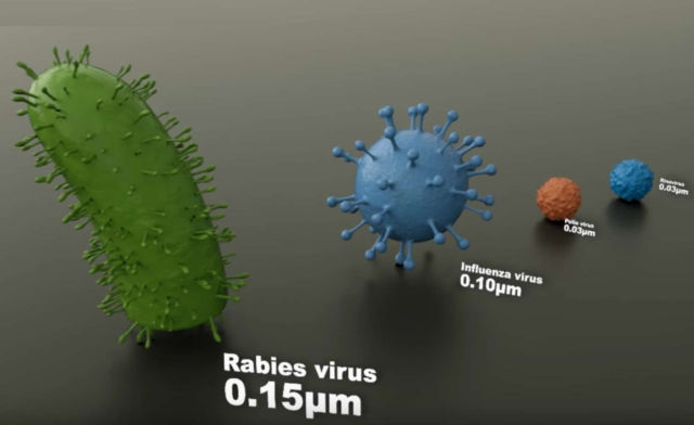 Microorganisms Size Comparison