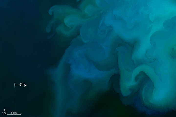 phytoplankton in the North Sea