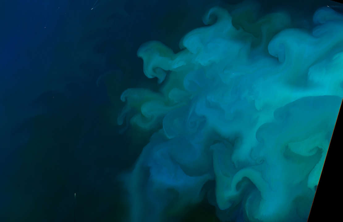 phytoplankton in the North Sea