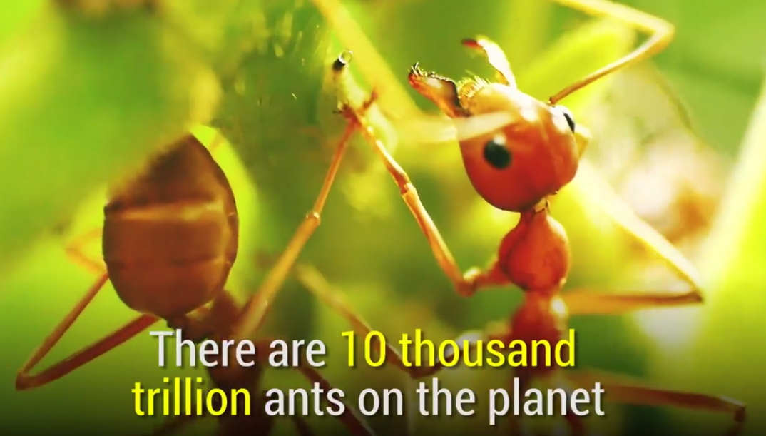 Ants are incredibly smart and powerful