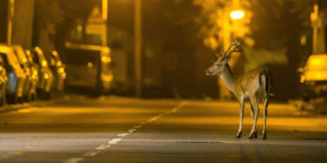 The influence of humans transforms Animals to Nocturnal