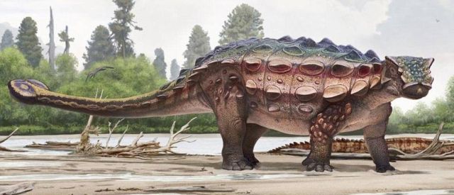 armored dinosaur Akainacephalus johnsoni