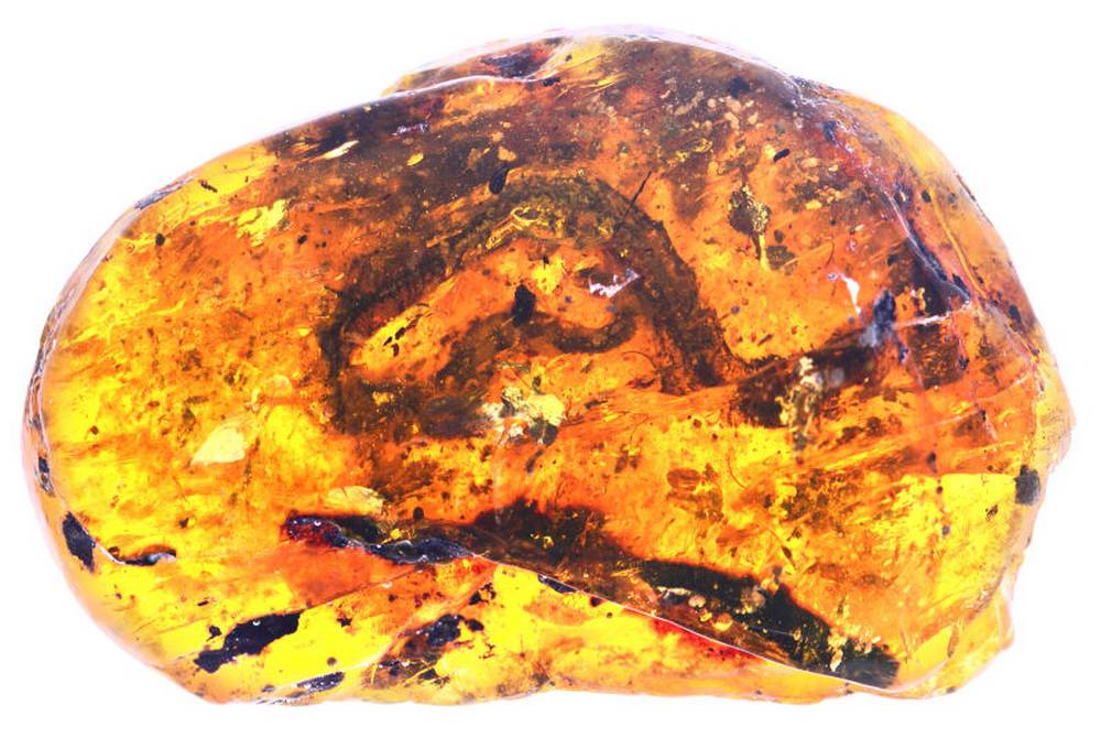 Oldest Fossil of a Baby Snake found preserved in Amber