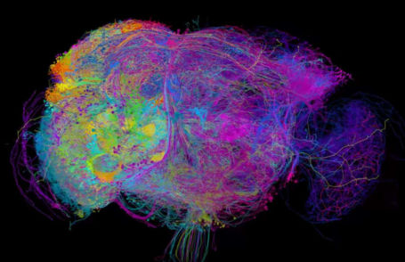 This best image of a Brain ever | WordlessTech