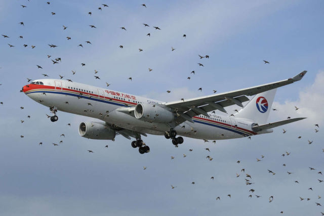 Using Drone to Herd Birds Away from Airports