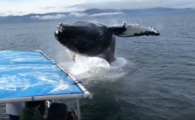 Whale Breaches Next to Boat