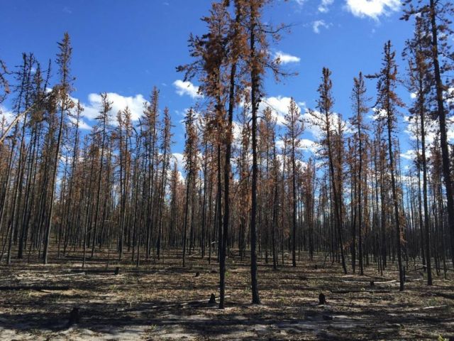 World at risk of entering an Irreversible 'Greenhouse' Phase