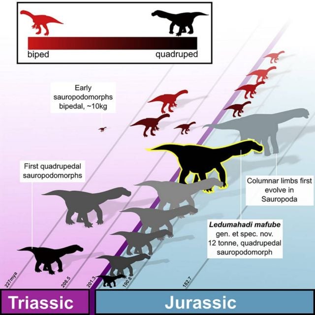 Giant Dinosaur from the Earliest Jurassic has been found 