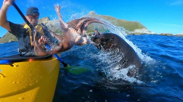 A Seal Slapped a Guy's Face with an Octopus - video