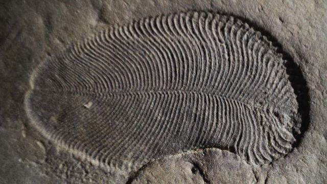 The Earliest Animal Lived on Earth 558 million years ago 