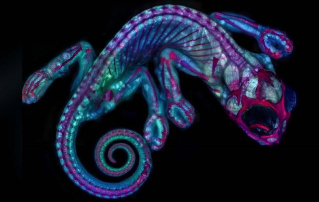 Photos from the 2018 Nikon Small World Competition