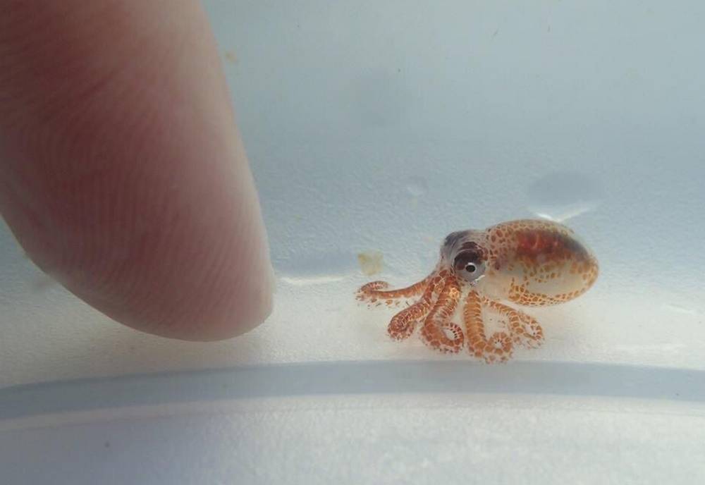 Little Octopus was found among the debris