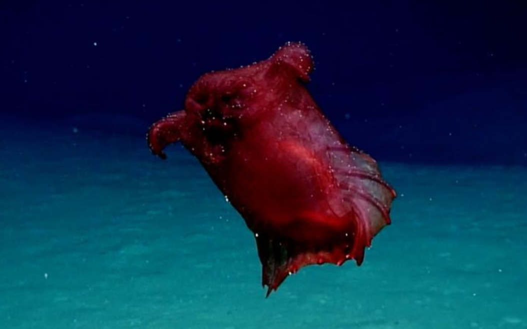 Rare Deep-Sea 'Headless Chicken Monster' on video 1