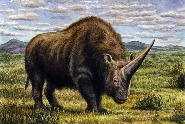 A giant Unicorn roamed the Earth 39,000 years ago