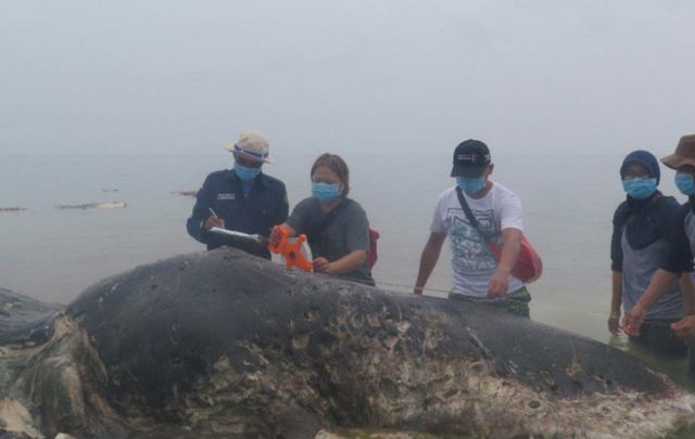 Dead Sperm Whale found having 115 Plastic Cups