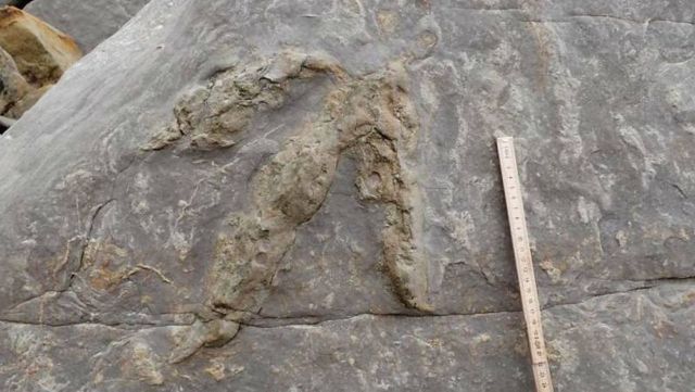 Incredible Dinosaur Footprints discovered