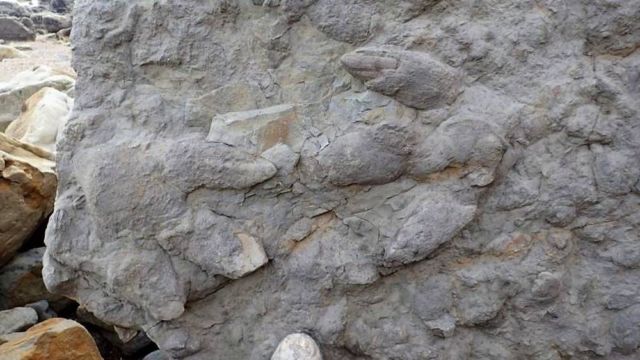 Dinosaur Footprints discovered