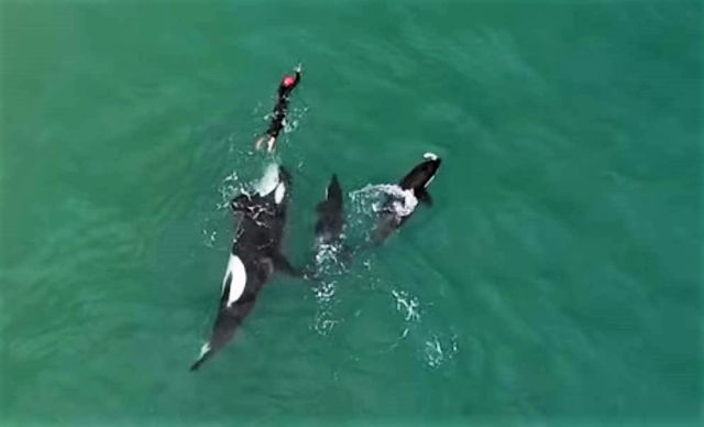 Orcas playing with swimmer in New Zealand