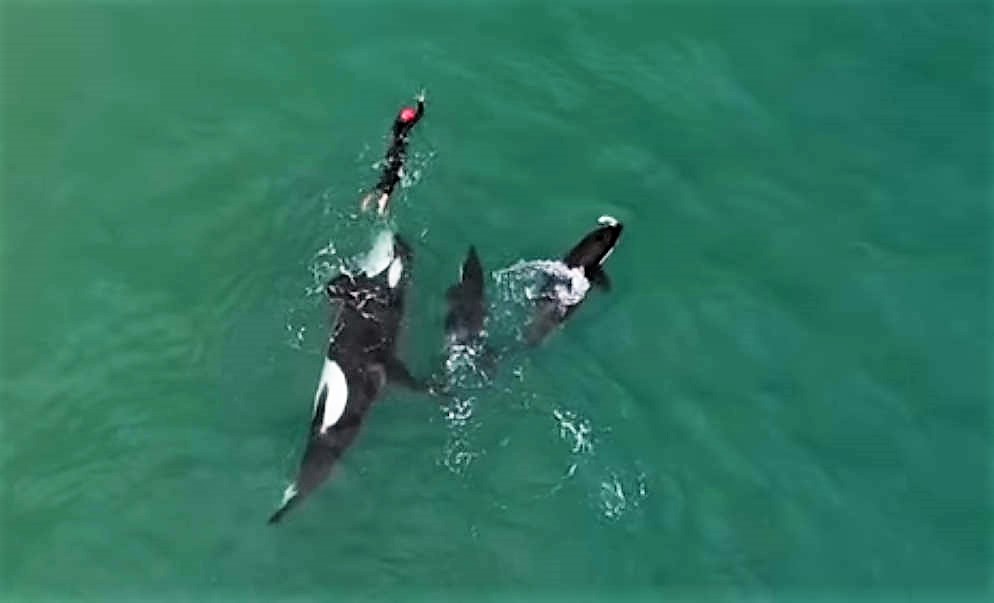 Orcas playing with swimmer in New Zealand