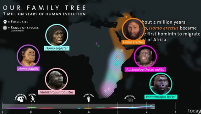 Seven Million Years of Human Evolution