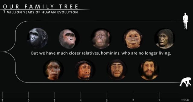 Seven Million Years of Human Evolution