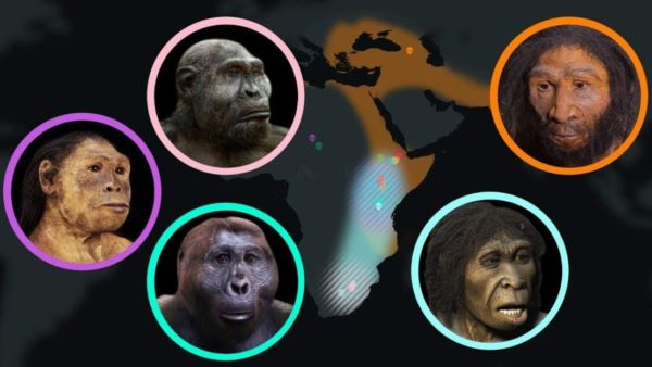 Seven Million Years of Human Evolution - video | WordlessTech