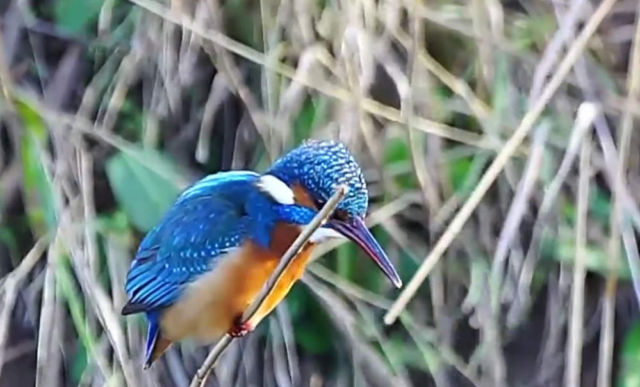 The amazing Bird that keeps its Head Still while fishing