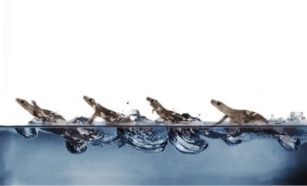 Watch Geckos run on Water
