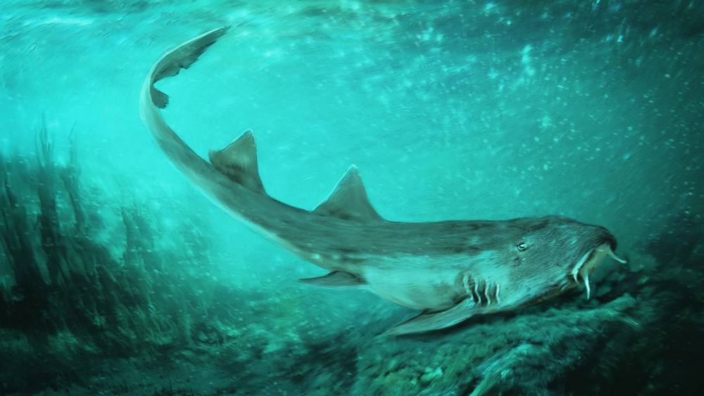 Ancient Carpet Shark with ‘Spaceship-Shaped’ Teeth discovered