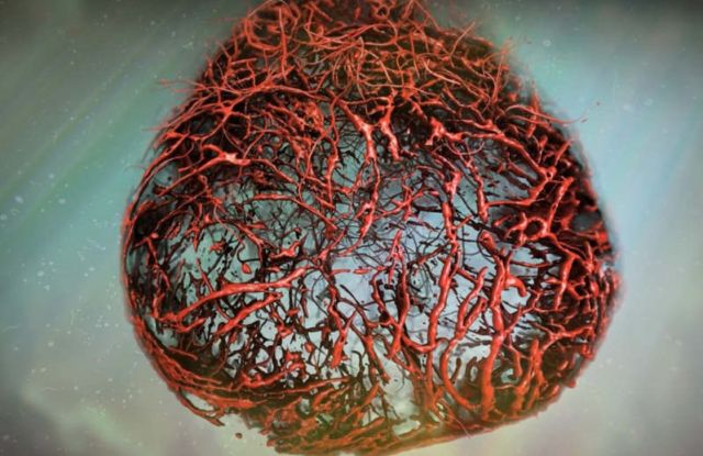 Growing Perfect Human Blood Vessels in a Lab