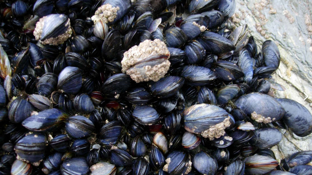 Microplastics causing Mussels to lose their grip