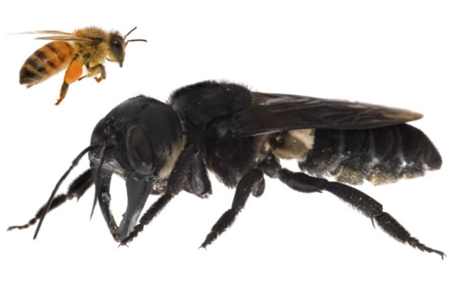 World’s biggest Bee found