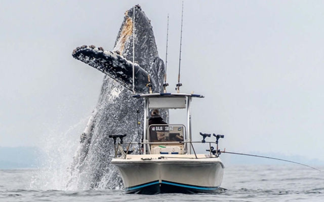 A Giant Whale Jumping next to a small boat